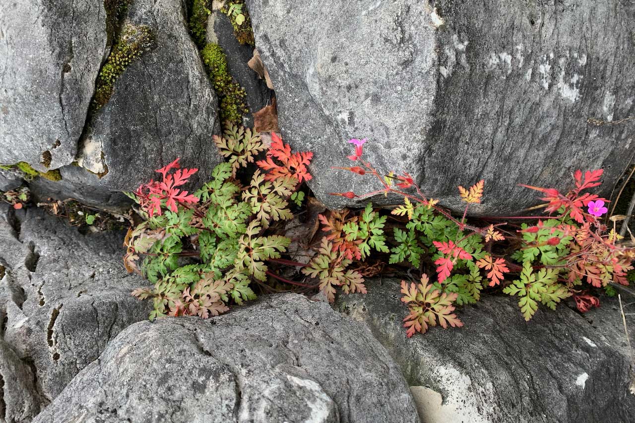 a plant growing out of a crack in a rock.