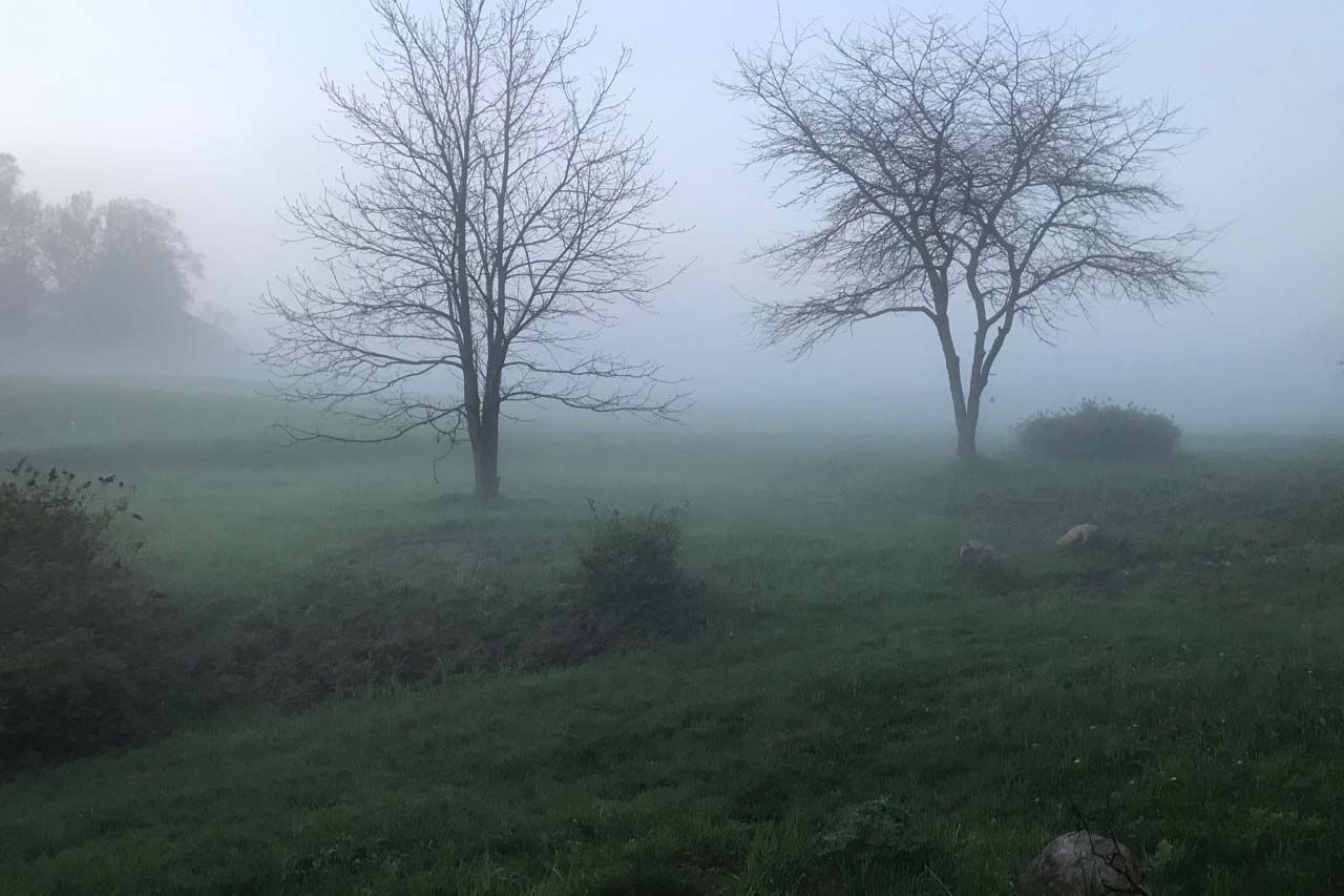 a foggy field with three trees in the distance.