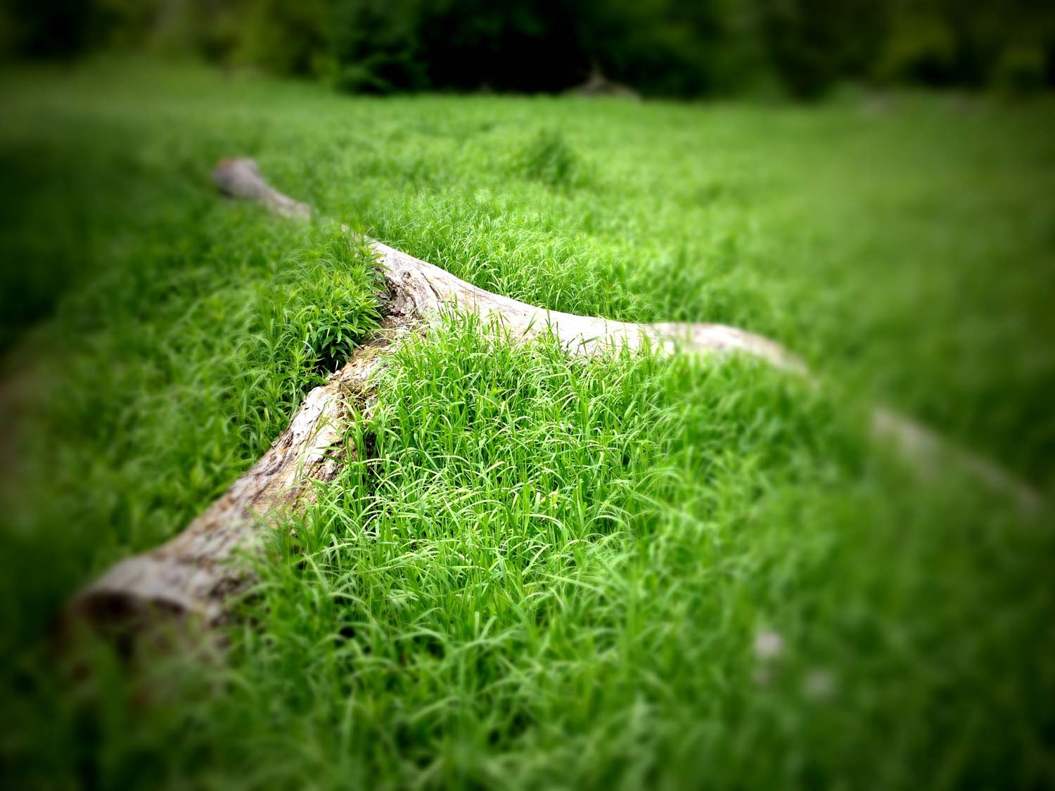 a green field of grass with a log sticking out of it.